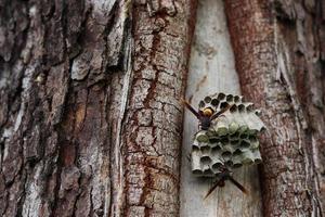 close-up van wespen maken van een nest in een boom foto