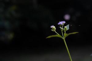 cluster van lichtpaarse bloemen foto