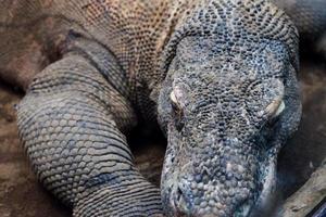 selectief focus van komodo draak hoofd neergestreken in kooi. foto