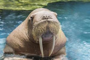 dichtbij omhoog gezicht ivoor walrus in diep zee water foto