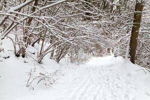 hout pad gedekt met sneeuw foto