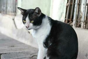 zwart en wit verdwaald kat foto