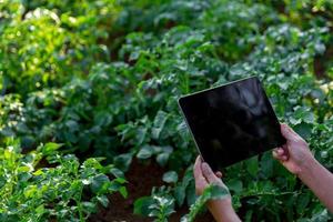 een vrouw boer met digitaal tablet Aan een aardappel veld. slim landbouw en precisie landbouw 4.0. modern agrarisch technologie en gegevens beheer naar industrie boerderij. foto