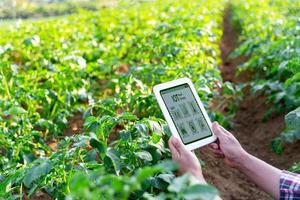 een vrouw boer met digitaal tablet Aan een aardappel veld. slim landbouw en precisie landbouw 4.0. modern agrarisch technologie en gegevens beheer naar industrie boerderij. foto