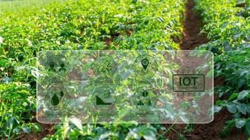 aardappel plantages toenemen in de veld. groente rijen. landbouw, landbouw. slim landbouw en precisie landbouw 4.0. modern agrarisch technologie en gegevens beheer naar industrie boerderij. foto