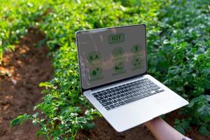 een vrouw boer met laptop computer Aan een aardappel veld. slim landbouw en precisie landbouw 4.0. modern agrarisch technologie en gegevens beheer naar industrie boerderij. foto