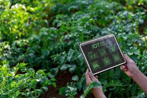 een vrouw boer met digitaal tablet Aan een aardappel veld. slim landbouw en precisie landbouw 4.0. modern agrarisch technologie en gegevens beheer naar industrie boerderij. foto