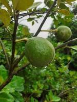 afbeelding van natuur foto