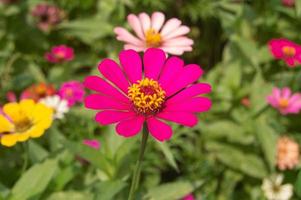 zinnia bloeiend in de tuin. deze bloem heeft een heel dun en stijf bloem kroon vergelijkbaar naar een vel van papier. zinnia bestaat van 20 soorten van planten foto