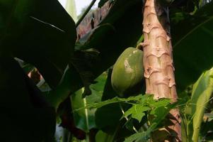 papaja fruit Aan de boom. groen papaja. foto