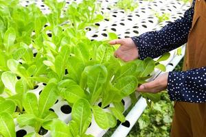 vrouw plukken hydrocultuur planten Aan water zonder bodem landbouw biologisch Gezondheid voedsel natuur, hydrocultuur groenten geoogst van hydrocultuur boerderijen vers groen cos salade groeit in de tuin foto