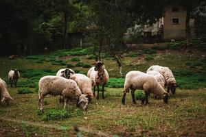 schapen in de Alpen Aan een boerderij foto