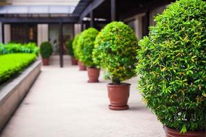 visie met ingemaakt planten foto