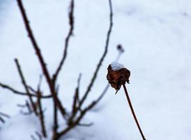 sneeuw gedekt rood rozenbottel bessen Aan een struik in winter. wild roos heupen rosa acicularis. winter bessen. natuur achtergrond. foto