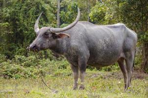 Aziatisch buffel in natuurlijk boerderij foto