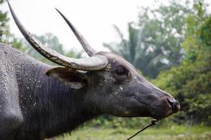 Aziatisch buffel in natuurlijk boerderij foto