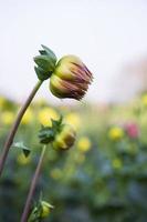 mooi dahlia bloem knop met een wazig achtergrond in de tuin boom foto