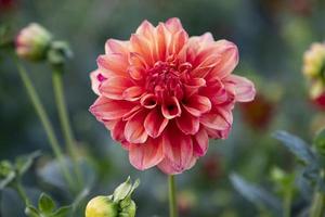 mooi bloeiend kleurrijk dahlia bloem in de tuin boom foto