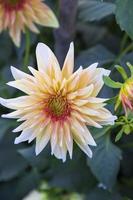 mooi bloeiend kleurrijk dahlia bloem in de tuin boom foto