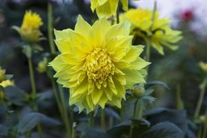 mooi bloeiend geel dahlia bloem in de tuin boom foto