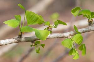 de helder groen bladeren van de ginkgo biloba boom in lente. foto