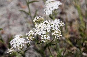 schattig wit bloemen met een paars toon foto