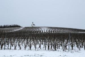 winter in de wijngaard foto