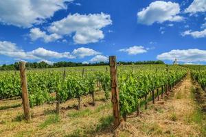 zomer dag in de tokaj regio foto