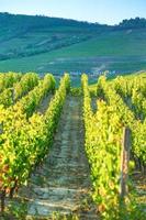 zomer tijd in tokaj foto