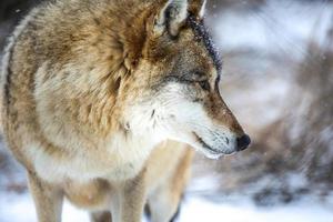 grijs wolf in de sneeuw foto