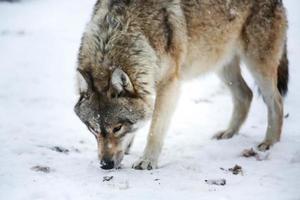 grijs wolf in de sneeuw foto