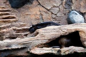 selectief focus van slapen nutria in haar kooi. foto