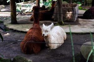 selectief focus van huacaya alpaca dat is zittend in haar kooi. foto