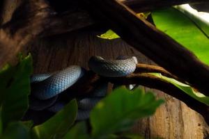 selectief focus van colubrid slangen dat zijn neergestreken Aan een boom in een donker plaats. foto