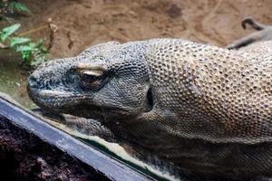 selectief focus van komodo draak hoofd neergestreken in kooi. foto