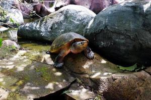 selectief focus van de schildpad zittend Aan de rotsen terwijl genieten in de zon. foto