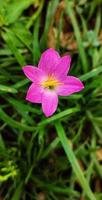 portret van een zephyranthes rosea of lili hujan merah jambu bloem bloeiend in de tuin. foto