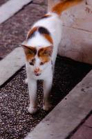 pluizig pot op zoek schattig jong lang haar- calico of torbie kat buitenshuis schieten foto