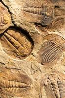 fossiel van trilobiet - acadoparadoxiden briareus - oude Versteend geleedpotige Aan steen. foto