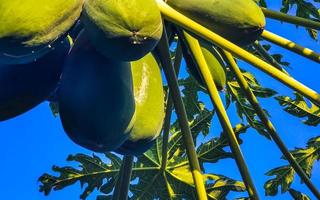 mooi papaja boom in tropisch natuur in puerto escondido Mexico. foto