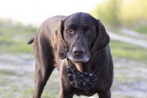 hond Duitse kortharig wijzer ras detailopname. foto