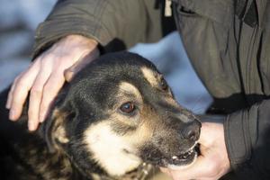 de hand- beroertes de hond met verdrietig ogen. foto