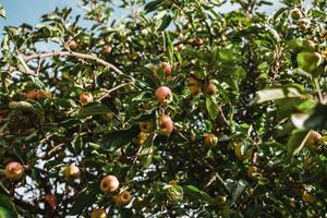 appelboom met veel rood en groen rijp vers appels foto