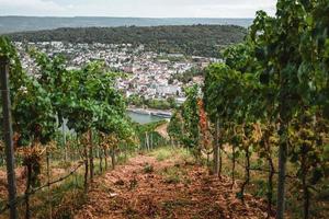 visie van de Rhein van een wijngaard gedurende herfst foto