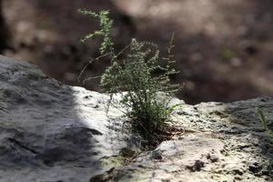 groen planten en bloemen toenemen Aan stenen. foto