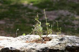 groen planten en bloemen toenemen Aan stenen. foto