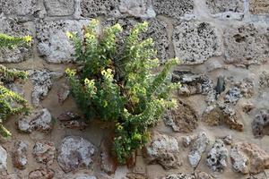 groen planten en bloemen toenemen Aan stenen. foto