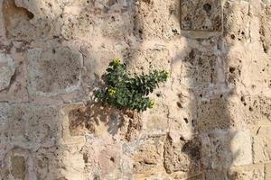 groen planten en bloemen toenemen Aan stenen. foto
