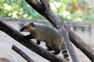 de neus wasbeer leeft in een dierentuin in Israël. foto