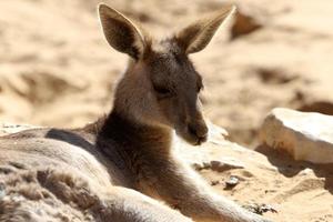 de buideldier zoogdier kangoeroe leeft in een dierentuin in Israël. foto